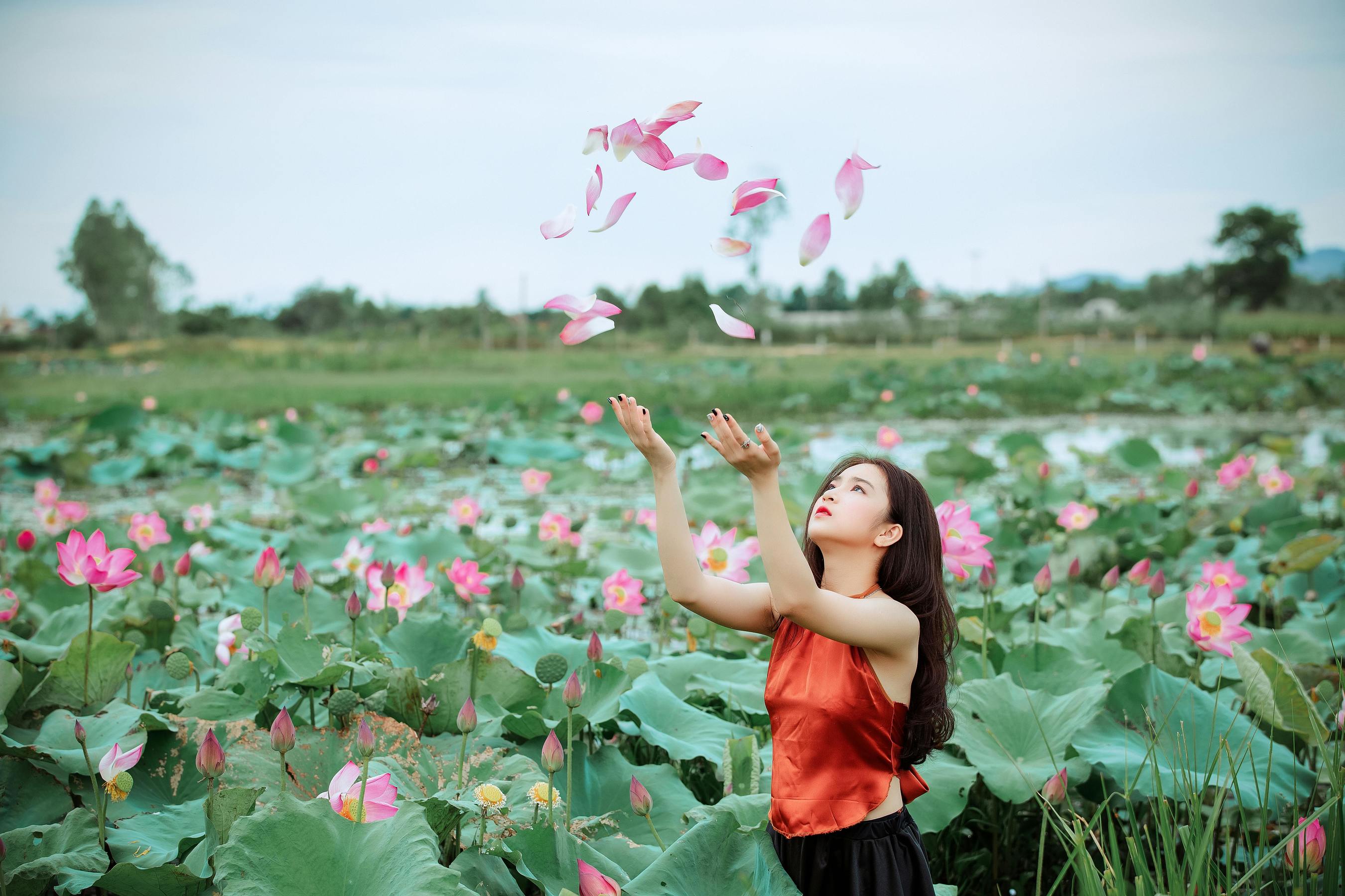 夏天、莲花、优雅美女、自然美 相关图册