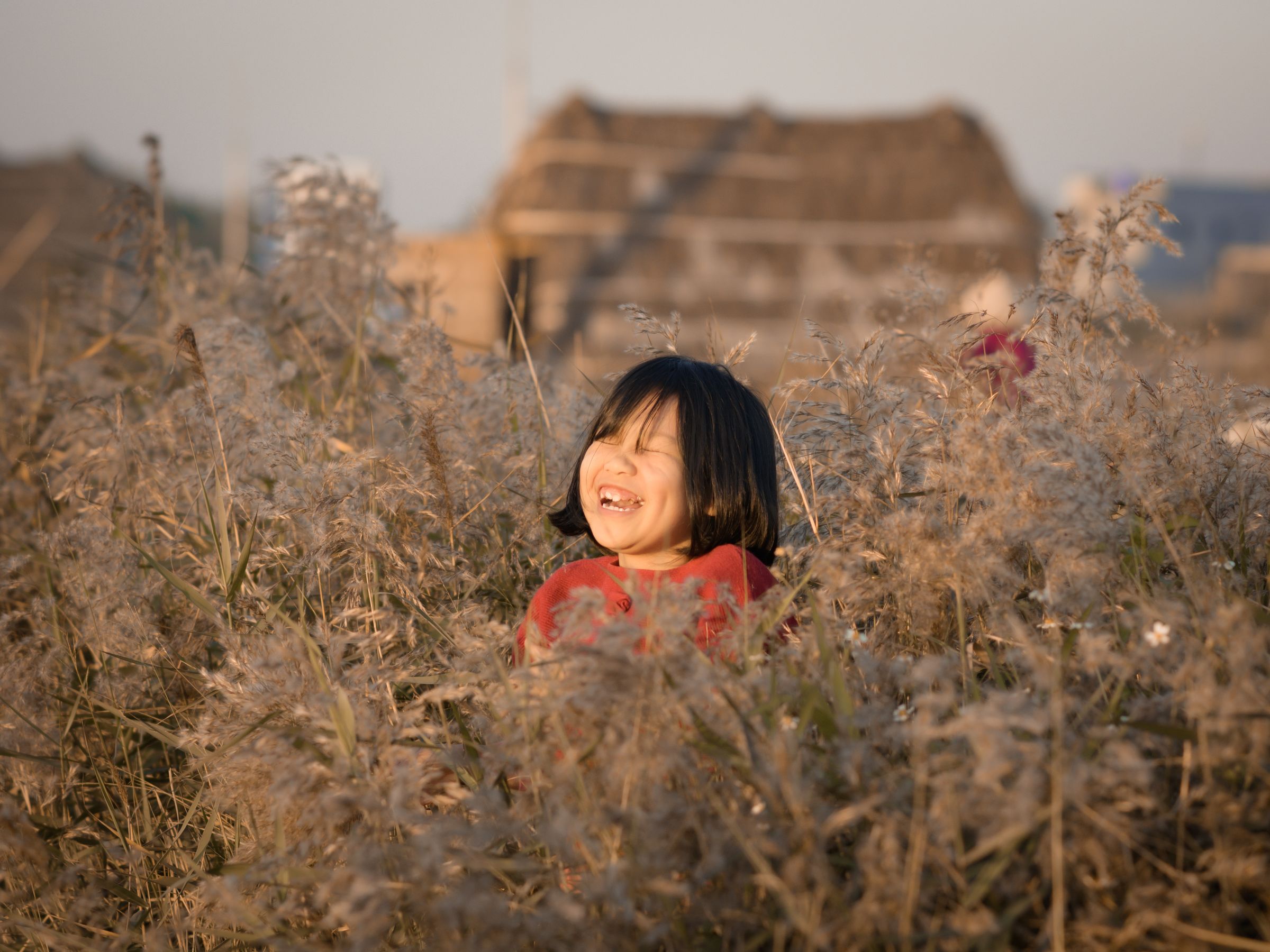 小宝贝与芦苇共舞,夕阳定格温馨瞬间 相关图册