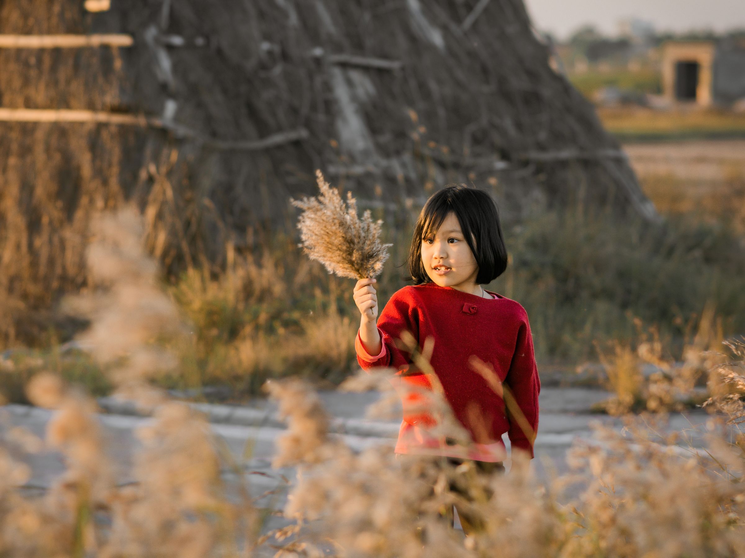 小宝贝与芦苇共舞,夕阳定格温馨瞬间 相关图册