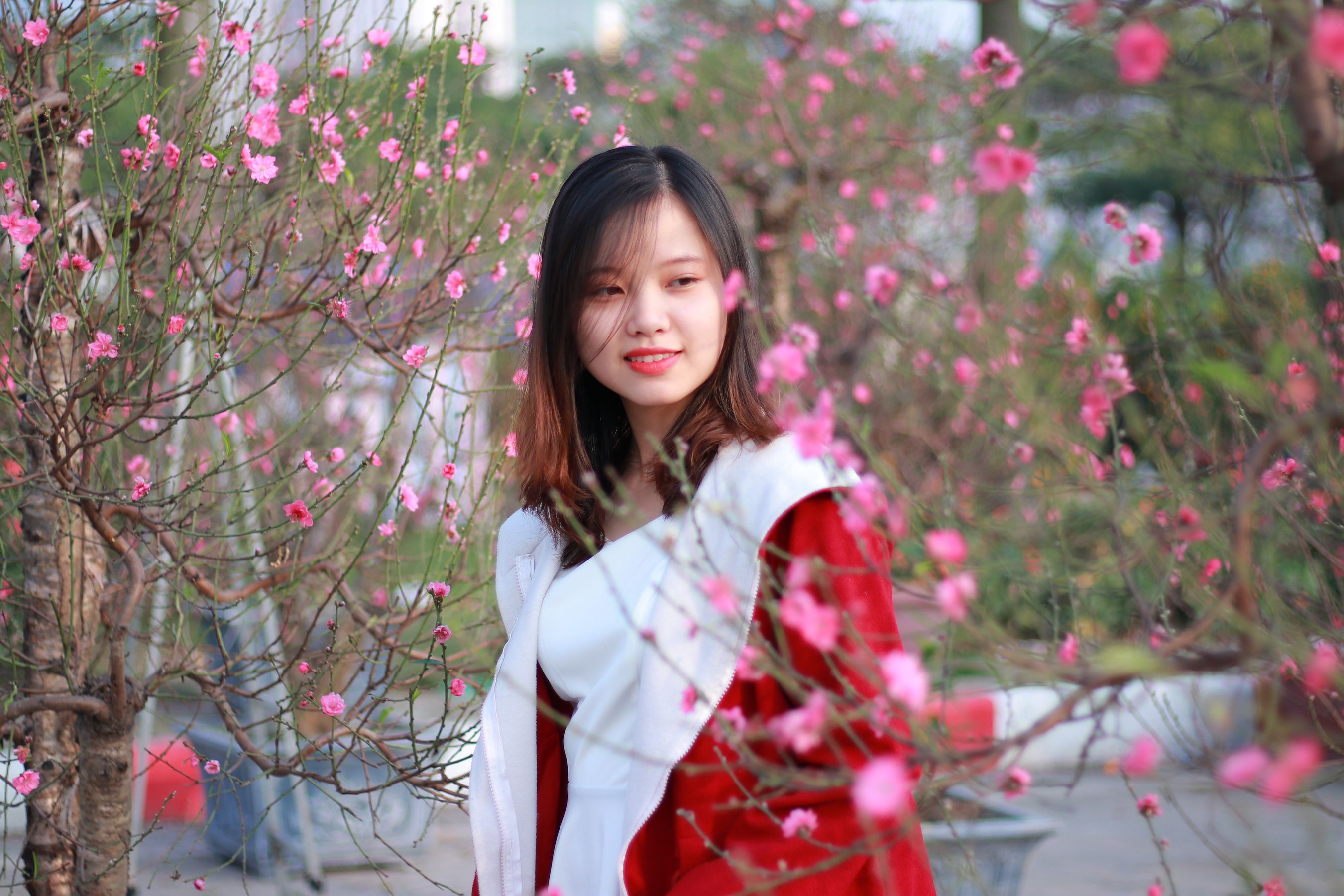 春风轻拂,桃花翩然绽放,绚烂如画卷 相关图册