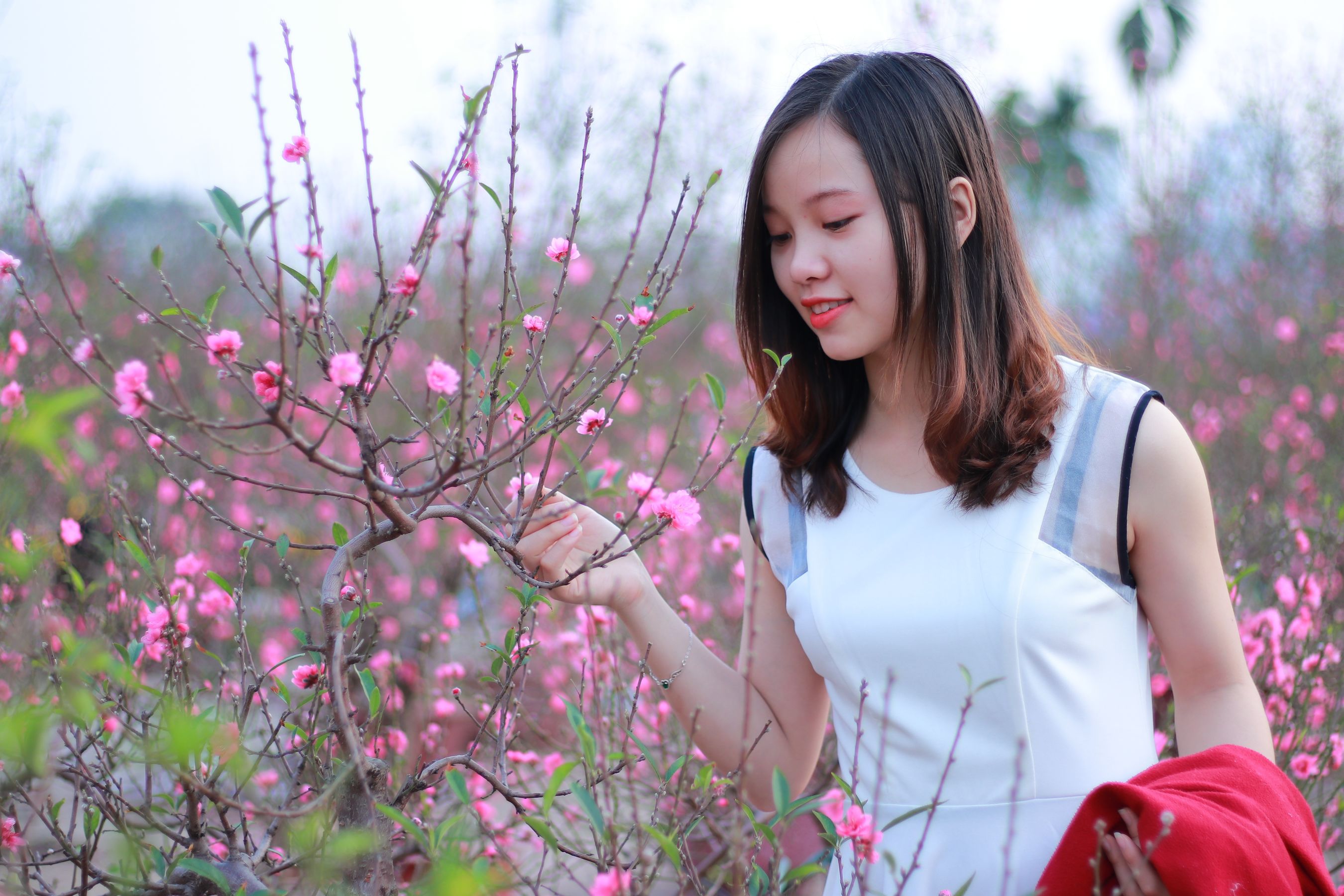 春风轻拂,桃花翩然绽放,绚烂如画卷 相关图册